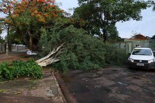 Queda de árvore impediu o trânsito na Rua Tietê, na Vila Sobrinho (Foto: Kísie Ainoã)