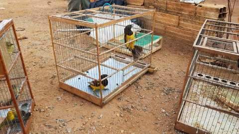 Quadrilha presa por vender animais tamb&eacute;m traficava drogas em MS
