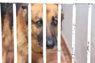 Apolo, cão da raça Pastor Alemão não chegou a avançar em ninguém nem machucar animais. (Foto: Paulo Francis)