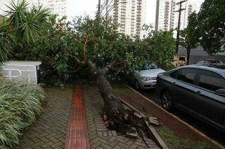 Árvore de grande porte caiu e atingiu carro em uma das regiões da Capital (Foto: Kisie Aionã)