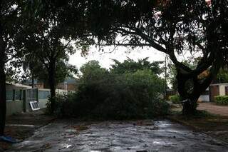 Árvore caiu na Rua Tietê e interrompeu o tráfego de veículos (Foto: Direto das Ruas)