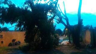 Árvore que caiu no Bairro Santa Mônica durante o temporal de ontem. (Foto: Direto das Ruas)