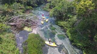 Passeio de stand up paddle em águas calmas do rio Formoso com mata nativa por todos os lados (Foto: Divulgação)