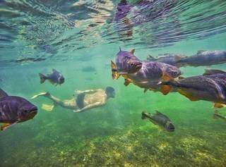 O mergulho nas águas cristalinas do rio Formoso faz você se sentir dentro de um aquário (Foto: Divulgação)