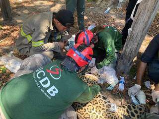 Alunos e professores da UCDB trabalham no resgate de animais no Pantanal. (Foto: Divulgação)