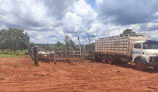 Cabeças de gado estavam em curral na propriedade do suspeito. (Foto: Polícia Civil)