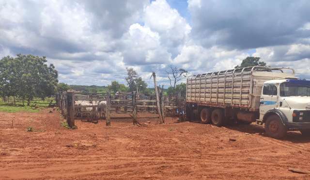 Gerente de fazenda &eacute; preso depois de furtar e vender 13 cabe&ccedil;as de gado