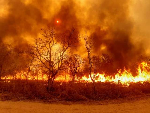 A&ccedil;&atilde;o humana &eacute; a principal causa de inc&ecirc;ndios no Pantanal, aponta comiss&atilde;o 