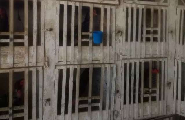 PMA apreende mais de 80 galos em casa onde eram realizadas rinhas