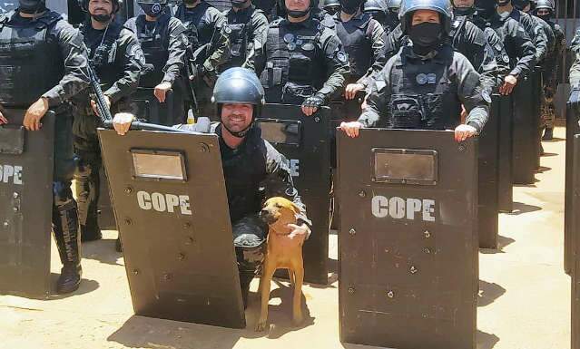 Vira-lata &ldquo;Covid&rdquo; chegou com pandemia para ser mascote na Agepen