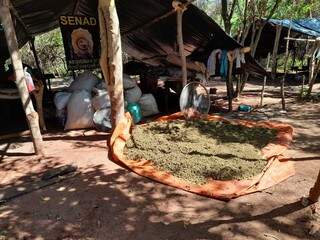 Paraguai queima maconha e d&aacute; preju&iacute;zo de 400 mil d&oacute;lares ao tr&aacute;fico