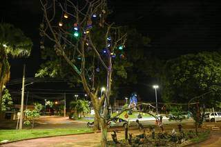 Árvore está localizada na Praça Cuiabá (Foto: Paulo Francis)