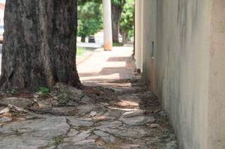 Em alguns pontos, as raízes acabaram com o pavimentos, que há anos não vê manutenção. (Foto: Marcos Maluf)