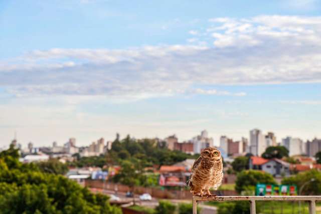 Quinta tem alerta de tempestade e previs&atilde;o de calor de at&eacute; 40&deg;C