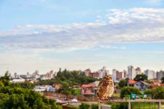 Quinta tem alerta de tempestade e previs&atilde;o de calor de at&eacute; 40&deg;C