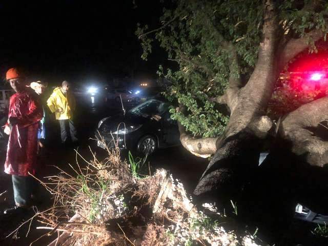 Temporal derruba &aacute;rvore sobre 2 carros e um moto em frente a shopping 