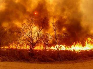Consumido pelo fogo, 30% do Pantanal foi destruído. (Foto: Divulgação Corpo de Bombeiros)