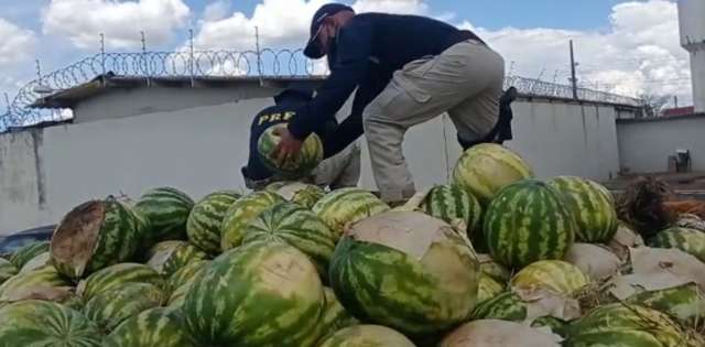 Motorista &eacute; preso com 1,3 tonelada de maconha escondida sob melancias
