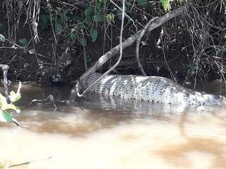Cobra estava às margens do rio, próximo a área de vegetação. (Foto: BNC Notícias)