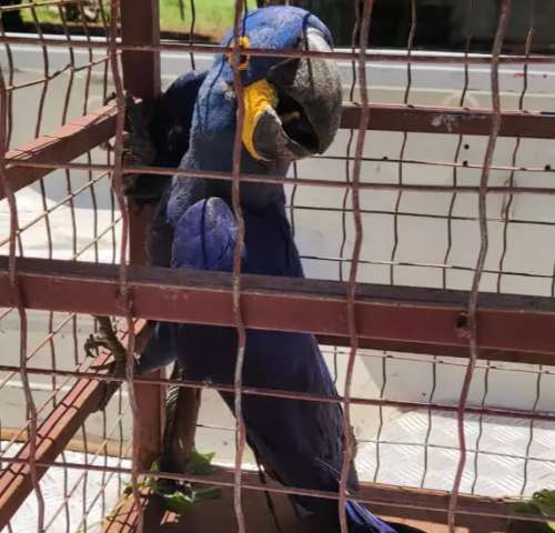 Arara azul que n&atilde;o conseguia voar &eacute; resgatada em fazenda 