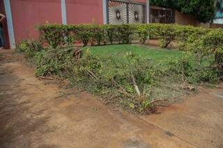 Carro derrubou plantas antes de bater em muro. (Foto: Marcos Maluf)