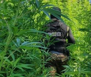 Sem pris&otilde;es, opera&ccedil;&atilde;o destr&oacute;i acampamentos e 10 hectares de maconha na fronteira