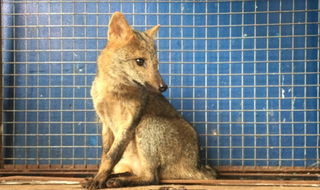 Acuado por cachorros, lobinho &eacute; capturado em oficina mec&acirc;nica