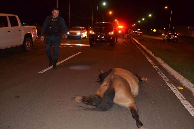 Cavalo invade avenida e morre atropelado por Hilux em Nova Andradina