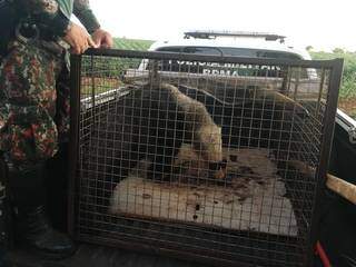 Acuado por c&atilde;es, tamandu&aacute;-bandeira &eacute; resgatado em mangueiro 