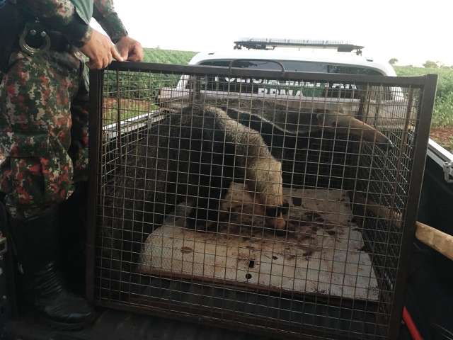 Acuado por c&atilde;es, tamandu&aacute;-bandeira &eacute; resgatado em mangueiro 