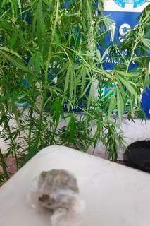 Cheiro de droga denuncia e jovem &eacute; preso com p&eacute; de maconha em casa