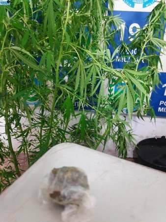 Cheiro de droga denuncia e jovem &eacute; preso com p&eacute; de maconha em casa