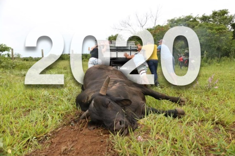 Do touro Budu à onça, os bichos que provocaram comoção em 2020 