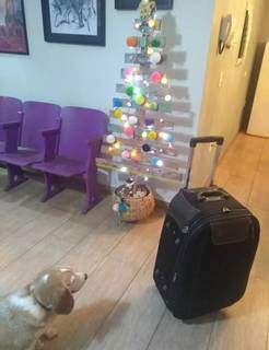 Doguinho faz companhia na mala ao lado da árvore natalina (Foto: Arquivo Pessoal)
