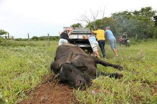 Depois de morto, Budu foi amarrado por corda em caminhonete e levado para uma área de vegetação (Foto: Marcos Maluf)