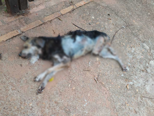 Vendedor viaja e cachorro doente morre dentro de resid&ecirc;ncia