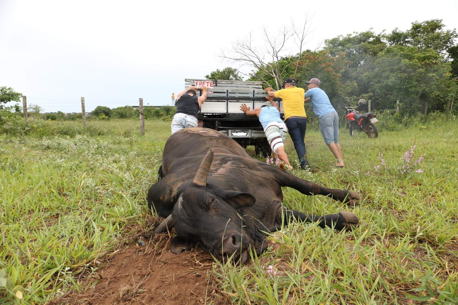 Do touro Budu à onça, os bichos que provocaram comoção em 2020 - Meio  Ambiente - Campo Grande News