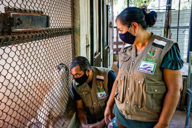 Casal que vive em reserva testemunha salvamento de animais no &quot;ano do fogo&quot;