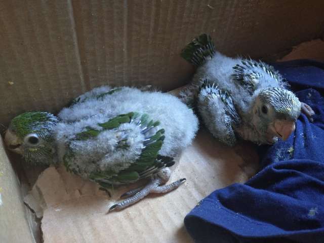 Filhotes de maritaca s&atilde;o encontrados em caixa de papel&atilde;o