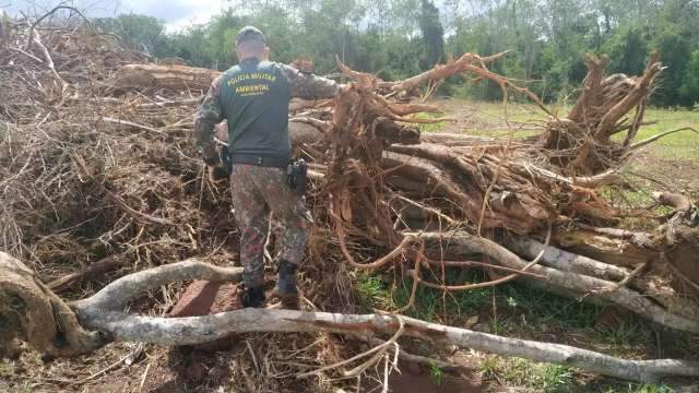 Do touro Budu à onça, os bichos que provocaram comoção em 2020 - Meio  Ambiente - Campo Grande News