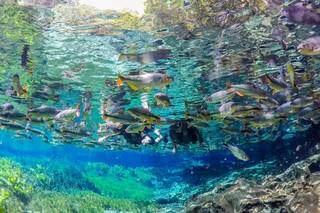 Aquário natural em Bonito, um dos destinos de natureza mais procurados pelos turistas (Foto: Reprodução)