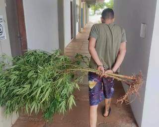 Chegada do traficante à delegacia com os pés de maconha. (Foto: Direto das Ruas)