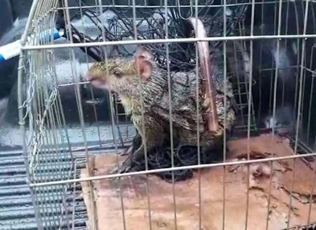 Pol&iacute;cia captura cutia que estava escondida em resid&ecirc;ncia