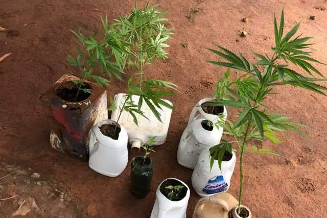 Homem &eacute; preso por cultivar maconha na fazenda onde trabalhava 