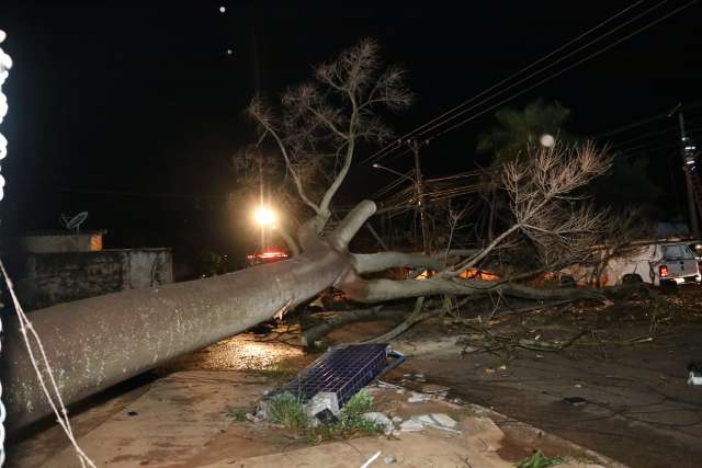 Queda de &aacute;rvore interdita rua e deixa moradores &agrave;s escuras no S&atilde;o Jorge da Lagoa