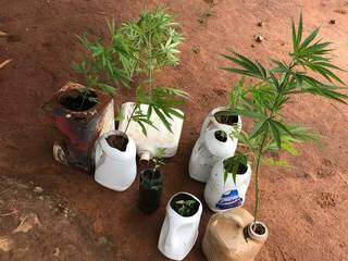 Homem é preso por cultivar maconha na fazenda onde trabalhava Homem é preso por cultivar maconha na fazenda onde trabalhava