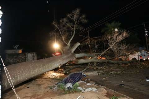 Queda de árvore interdita rua e deixa moradores às escuras no São Jorge da Lagoa