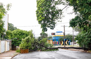 Parte da árvore despencou e tronco ficou atravessado na via (Foto: Henrique Kawaminami)