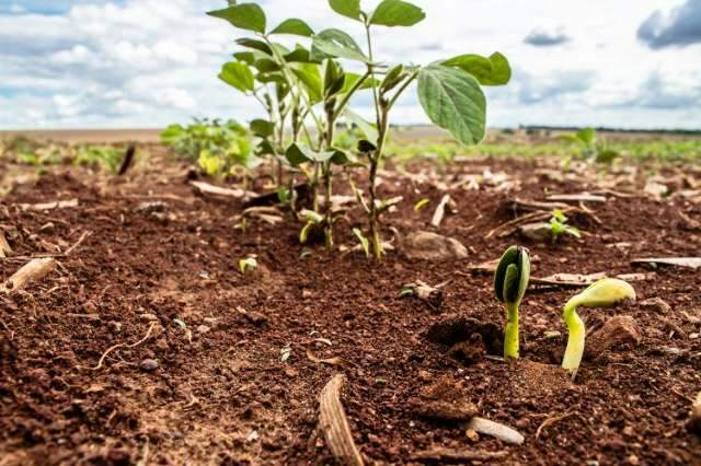 Agricultores t&ecirc;m at&eacute; dia 10 para registrar 3,6 milh&otilde;es de &aacute;rea plantada de soja