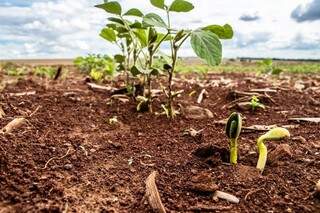 Plantação de soja em área de Mato Grosso do Sul (Foto: Famasul)